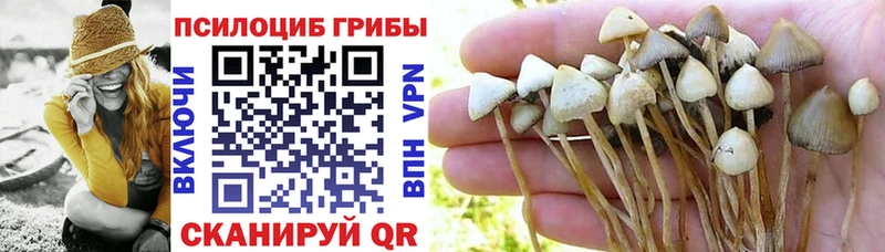 купить закладку  Шахты  Псилоцибиновые грибы GOLDEN TEACHER 