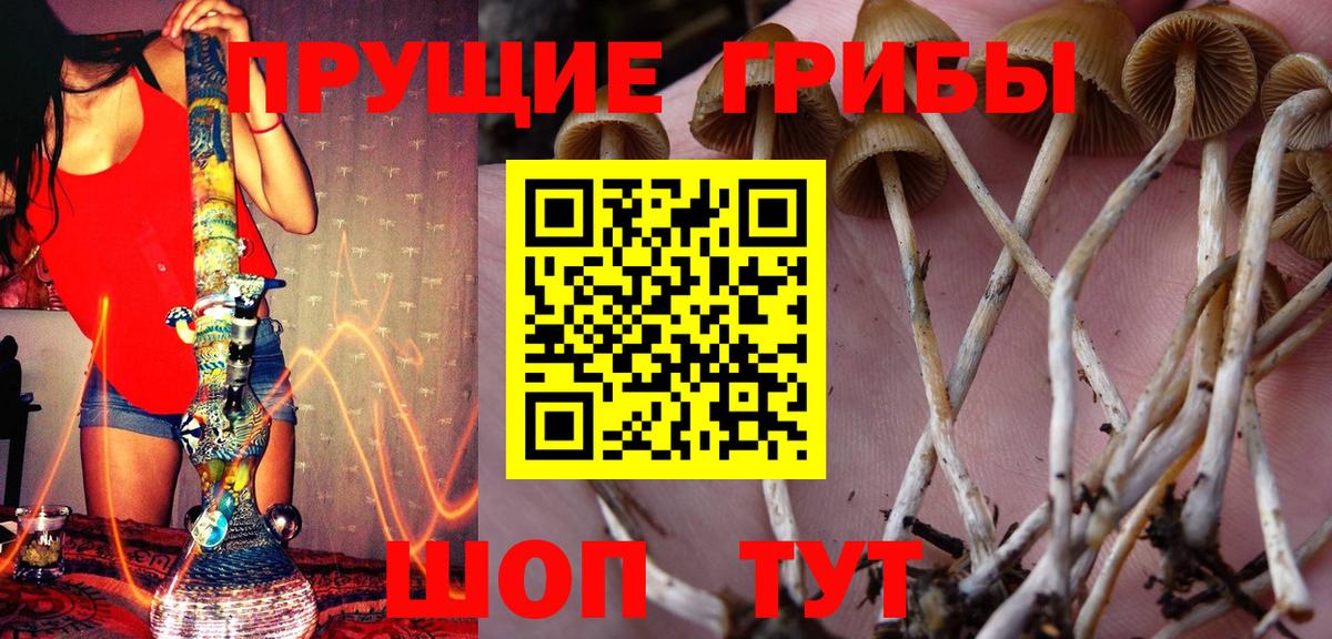 Псилоцибиновые грибы Psilocybe Шахты